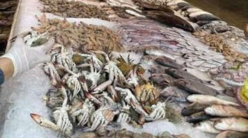أسعار الأسماك في سوق المنيب بالجيزة اليوم الأحد 5-5-2024 – أخبار مصر