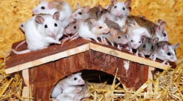تفسير رؤية قتل الفئران في المنام
