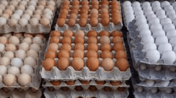 انخفاض سعر كرتونة البيض بنسبة تصل لـ 40% (تفاصيل)