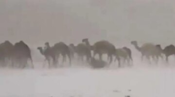سبب تحول صحراء الطائف للون الأبيض.. مشهد مٌذهل للإبل (فيديو) – منوعات