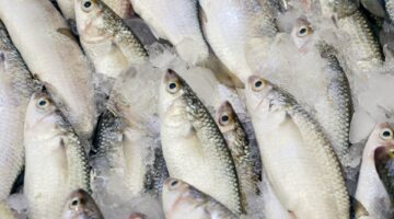 انخفاض أسعار الأسماك اليوم 2-5-2024| بكام البلطي
