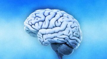 سر زيادة نسبة الذكاء.. دراسة تكشف مفاجآت عن تطور الدماغ البشرية – منوعات